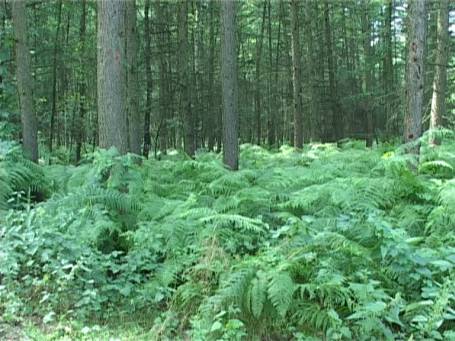 Niederkrüchten : Elmpter Schwalmbruch, Farngewächs